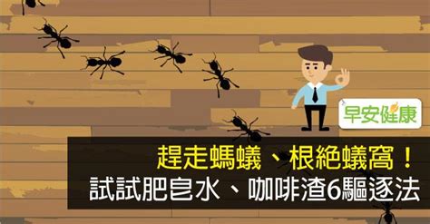 吸引螞蟻的體質|螞蟻怕什麼東西？試試這6種居家驅螞蟻法